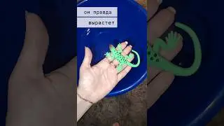 is this lizard supposed to grow up in water? 
