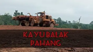 kayu Balak pahang#malaysia