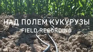 Field recording | Over the cornfield