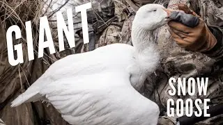Shooting the BIGGEST Snow Goose of My LIFE | Sandhill Flyway