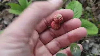 Клубничная полянка у дома