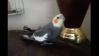 Кеша говорящий попугай