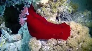 Spanish Dancer