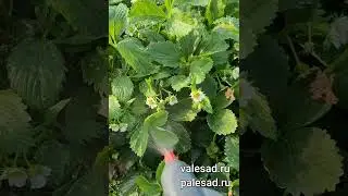 Борная кислота главный секрет супер урожая клубники! Подкормите во время цветения! #shorts #short