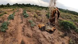 Bẫy chim cút đêm #3