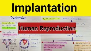 Human reproduction implantation | Implantation notes | Human reproduction class12