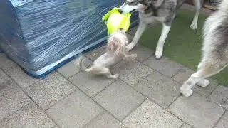 Как и всегда, маламут и ЛЮТОВОЛК,  что то не поделили 😂😂