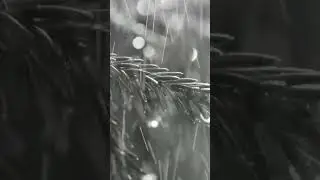 🌧️Nature Sonority🌧️ 
