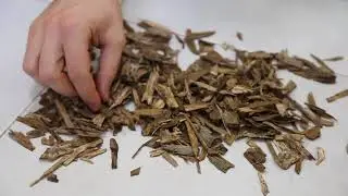 Wild or Cultivated Agarwood?