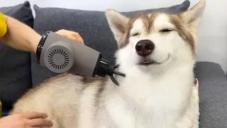 How Differently Dogs And Cats React To the Massager! Cute Husky