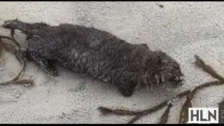 Watch the incredible moment this Sea Otter pup is rescued!