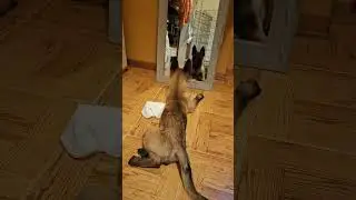 Cucciolo malinois allo specchio