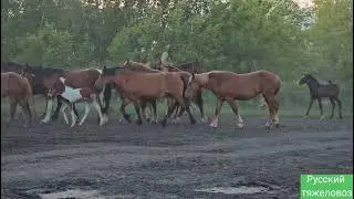 Жасминка ожеребилась. От комара нету спасу.