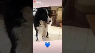 Я скучаю по маей сабаке