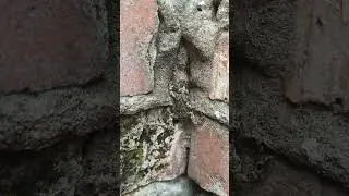 ЖАБА СКАЛОЛАЗ ПАДАЕТ 
