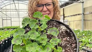 Hello from the greenhouse 🪴(Vlog)