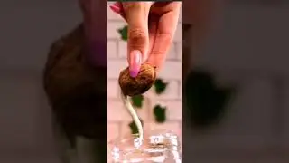 удивительно просто прорастить грецкий орех 🌰