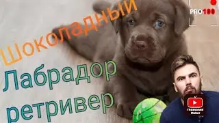 Мы завели себе Лабрадора! Шоколадный медвежонок:)