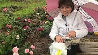 ЧЕРЕНКИ РОЗ / питомник Роз Елены ИВАЩЕНКО
