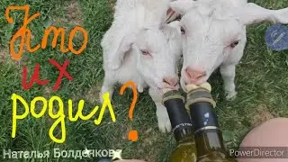 Рыжий из магазина》 Проглядела окот》 Хозяйство