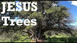 JESUS TREES