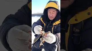 Не Якутия конечно , но окуни по 400 гр влетают стабильно
