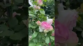 Я, українка і слово моє, молитва, сталевий щит!