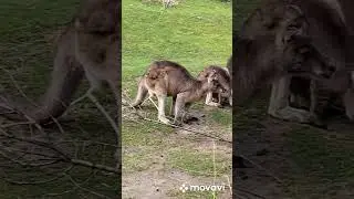 Кенгуру в Празькому зоопарку/ Kangaroo in Praha Zoo #kangaroo #animals #zoo