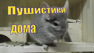 ВСЕ ПУШИСТИКИ ДОМА