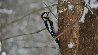 Суровый Нижневартовский дятел😉