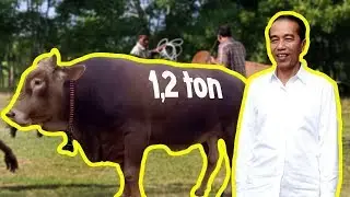 HARGA SAPI TERBESAR TERMAHAL DI INDONESIA 2022