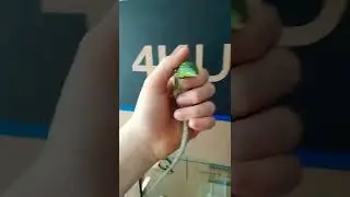 животное