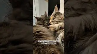 Почему коты вылизывают друг друга? 