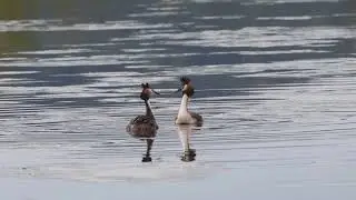 Haubentaucher bei der Balz