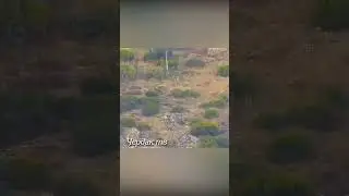 The wolf escapes from the pursuit of the boar.