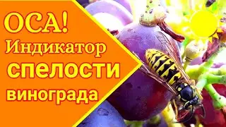 Полосатые штурмовики ( осы на винограде)