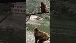 monkey mafia