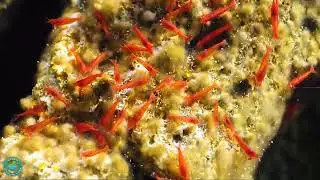 Hang out with ʻōpae ʻula (Hawaiian red pool shrimp, Halocaridina rubra) on Hawaiʻi Island!