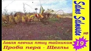 Ловля певчих птиц тайником - Проба пера, Щеглы 19 часть