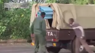 Настоящие разбойники и бандиты среди животных. Смех, да и только!