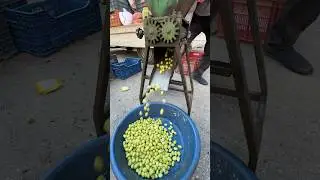 Zeytin kırma makinası