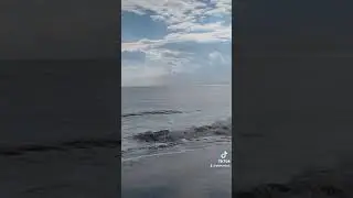Dolphins out at the beach🌊