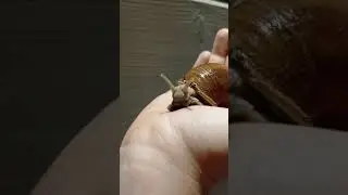 улитка улиточка питание улиток красота 😍💓