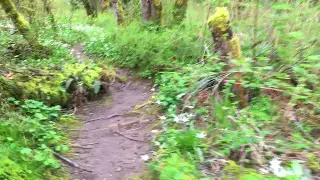 Fawn Lilies along pathway at Englishman River in Errington April 2017