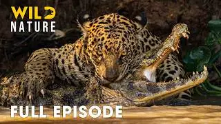 Wild Amazon (FULL EPISODE) | Battle for Survival in the Deadliest Jungle | Animal documentary