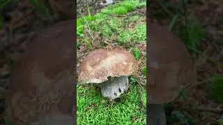 Мечта а не гриб!!! #грибы #Гриби  #грибиукраїни #mushrooms #mushroomhunting #蘑菇 #采蘑菇