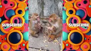 Cute Baby Monkey 🍩😋 Funny Animals