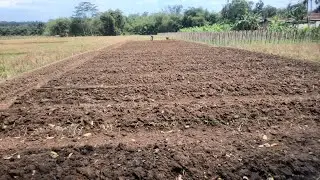 Pembuatan Bedengan untuk tanaman Cabai