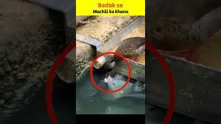 Badak se machli ka khaana😱 | Abuzar_99 | #islamicshorts #islam #allah