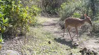 Chital  Deer near Kaladhungi, India